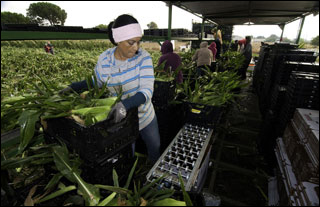 A young woman hoists a crate of corn onto a crowded conveyor belt.