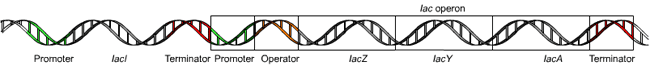 Diagram of bacterial lac operon, mapped onto a DNA strand.