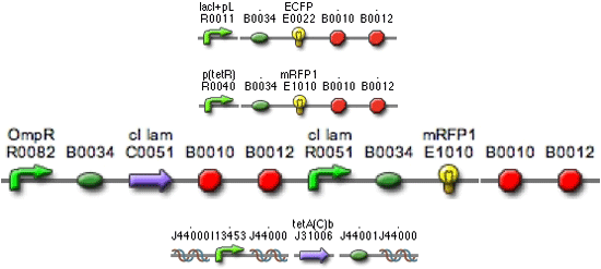 Three genetic element diagrams.