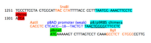 Step 4c: add weak promoter.