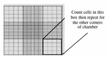 Counting cells using a hemocytometer.