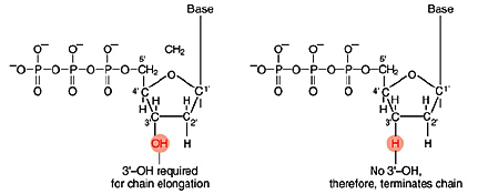 Set of three images. Left: chemical diagrams comparing normal base (3'-OH required for chain elongation) and chain-terminating base (No 3'-OH). Center: photo of a sequencing gel, showing the columns for G, A, T, and C. Right: An example of sequencing trace data.