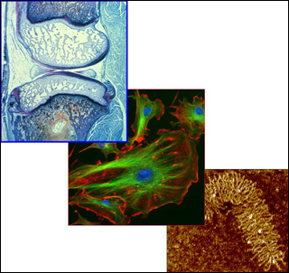 Three figures, one of a biomolecule, a cell, and a tissue.