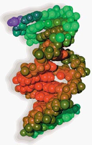 Molecular dynamics computer simulation of damaged DNA.