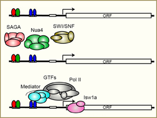 Diagrams of the genetic transcription process.