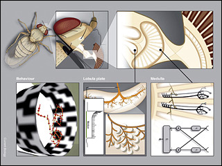 An illustration depicting the many layers of analysis involved in computing fly visual motion from the whole organism to targeted brain regions.