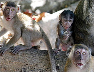 Photo of three young monkeys looking quite shocked at something going on behind the camera in Thailand.