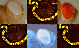 Photo series showing varying eye colors, gene fragments of Drosophila.