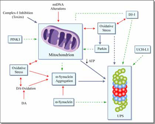 Causes and effects of decreased mitochondrial activity.