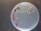 Lab Session 11: Cell culture plate of transformation 50ng.