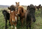 Icelandic Horses.