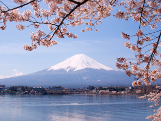 A snow capped mountain by a lake with hanging cherry blossom branches in the view