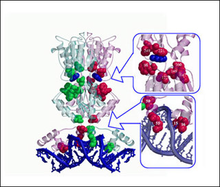 Figure showing the structure of the lactose repressor.