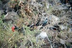 Large birds with iridescent black feathers sit in a tree; some have white bellies showing, and one has a red throat-pouch.