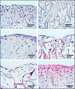 Six figures of cells under magnification.