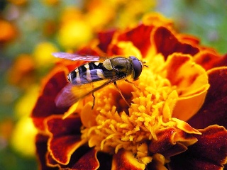 Image of a bee.