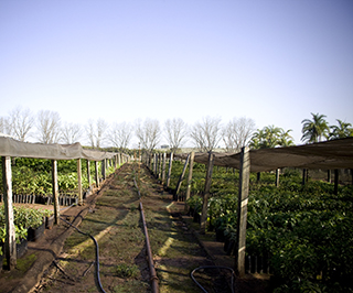Photo showing a path with irrigation hoses in the middle of a farm in Brazil.